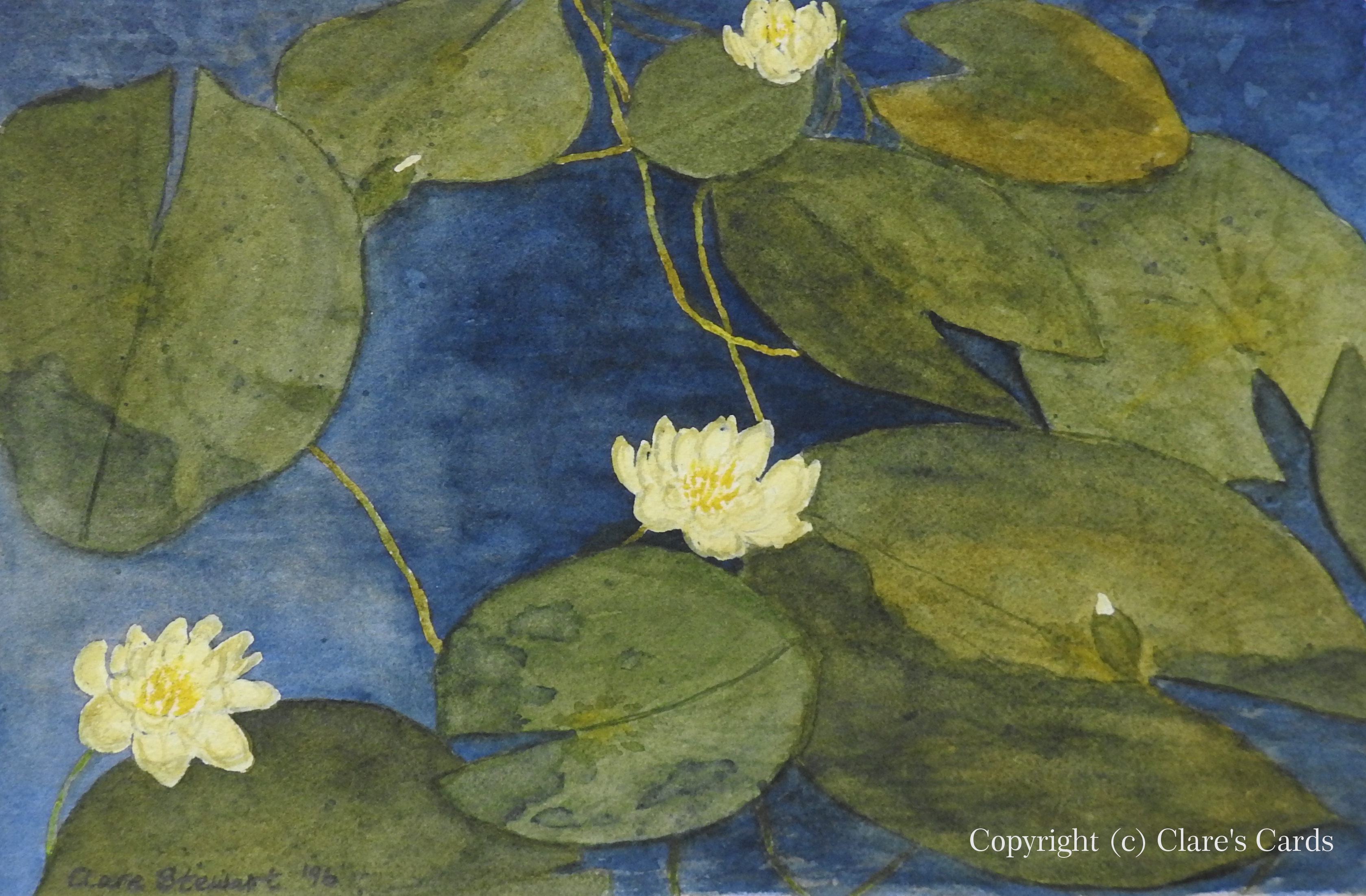 Waterlilies