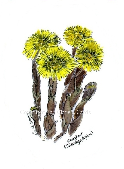 Coltsfoot