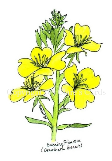 Evening Primrose