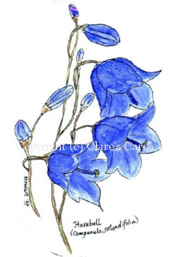 Harebell