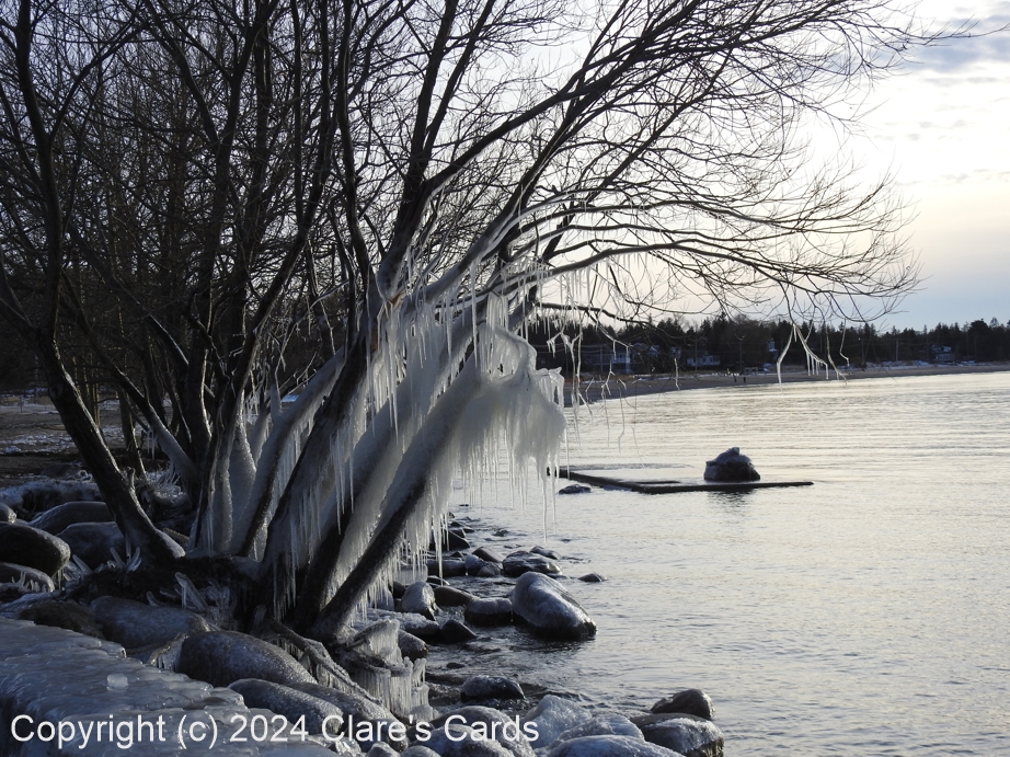 Frozen Tree, Southampton