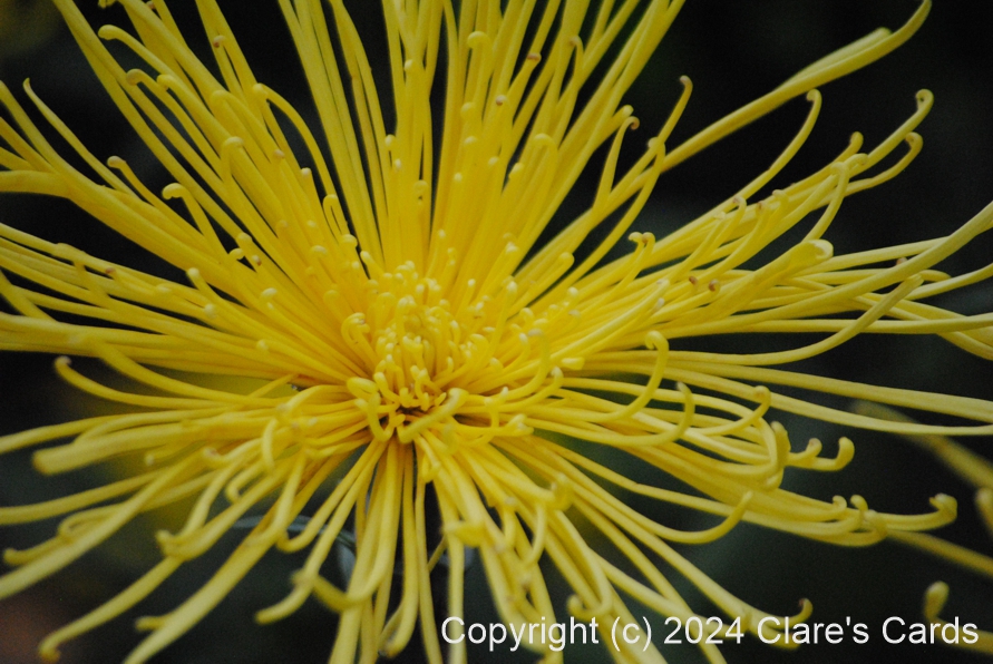 Spider Chrysanthemum