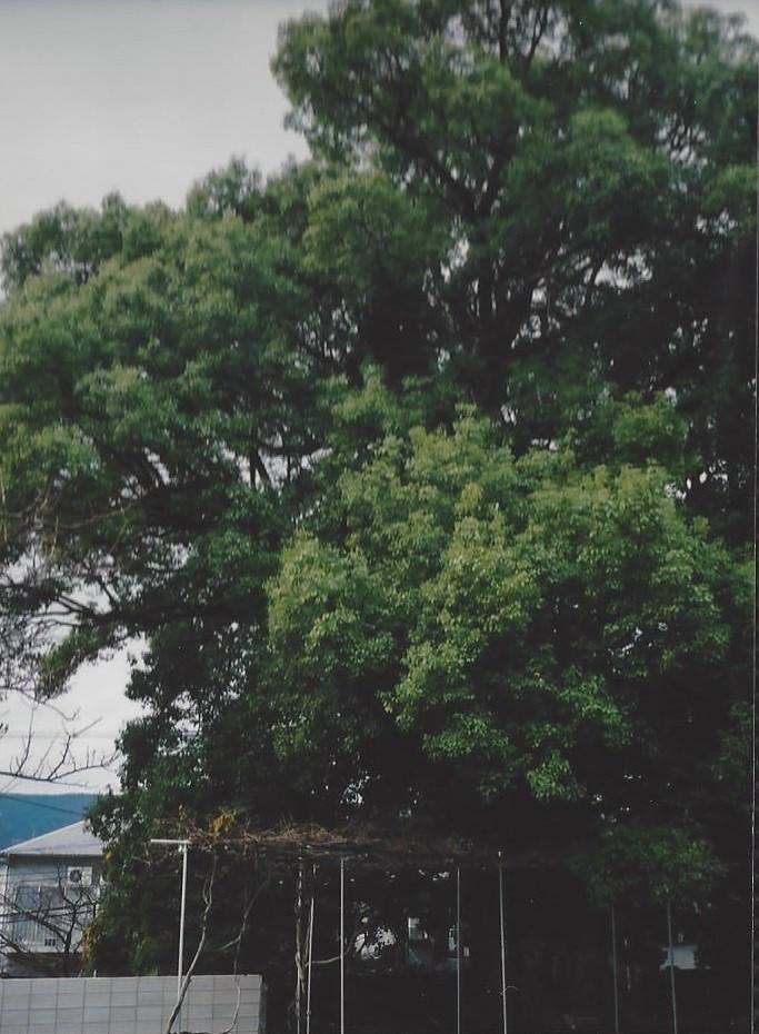 Surviving camphor tree 