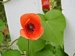 A poppy in the garden