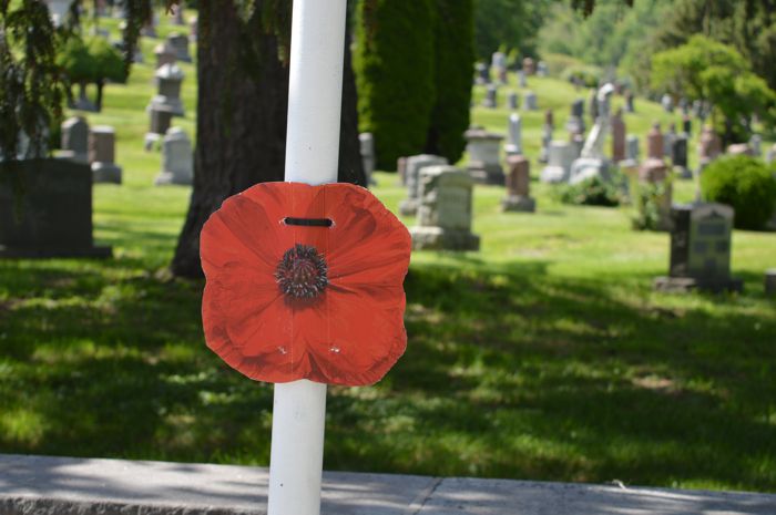 Poppy