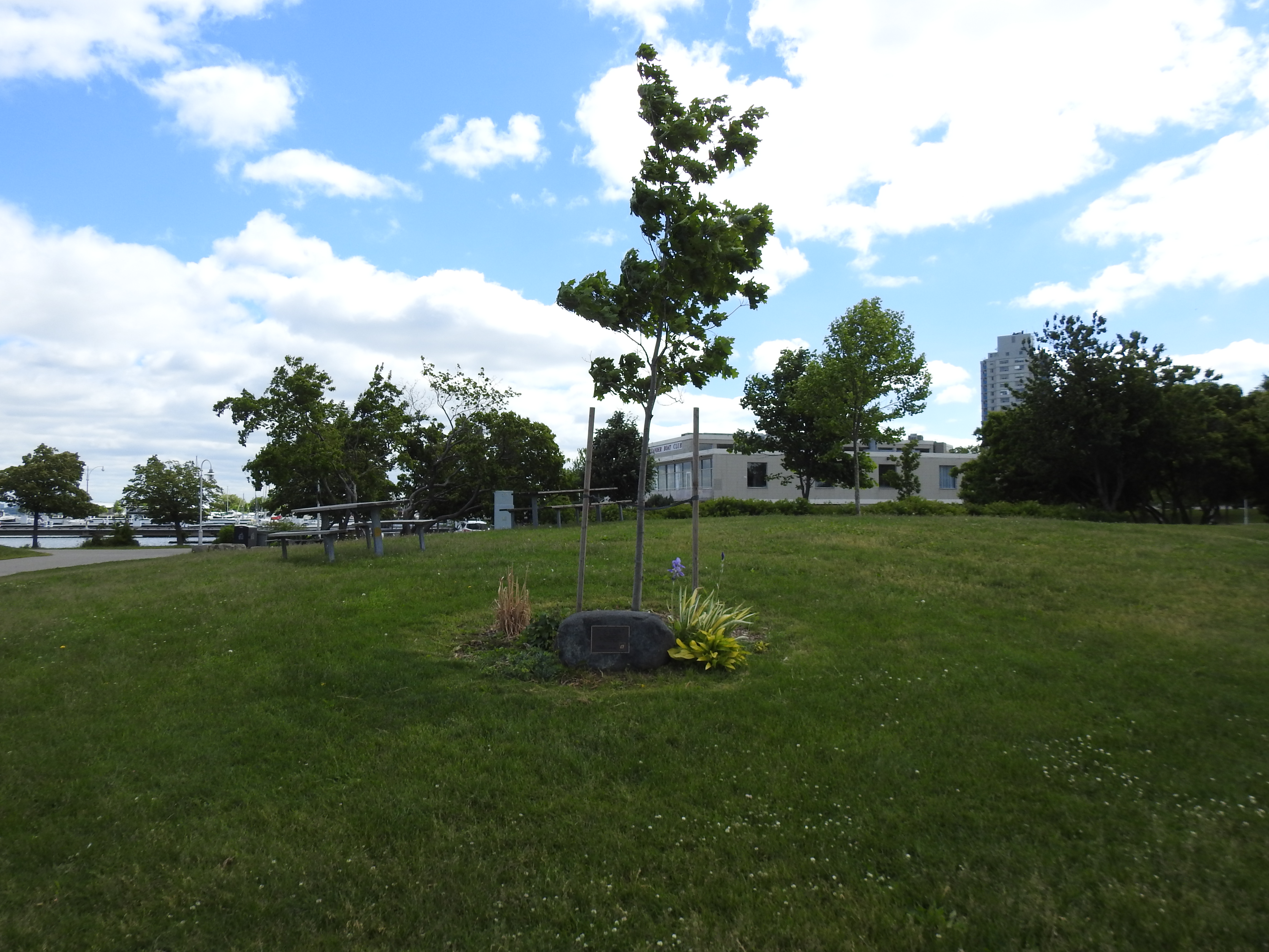 Memorial Tree, Pier 4