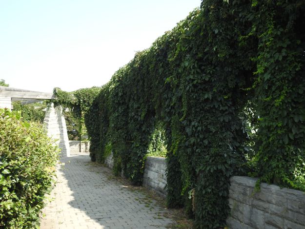 Hanging garden