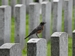 Field of Honour