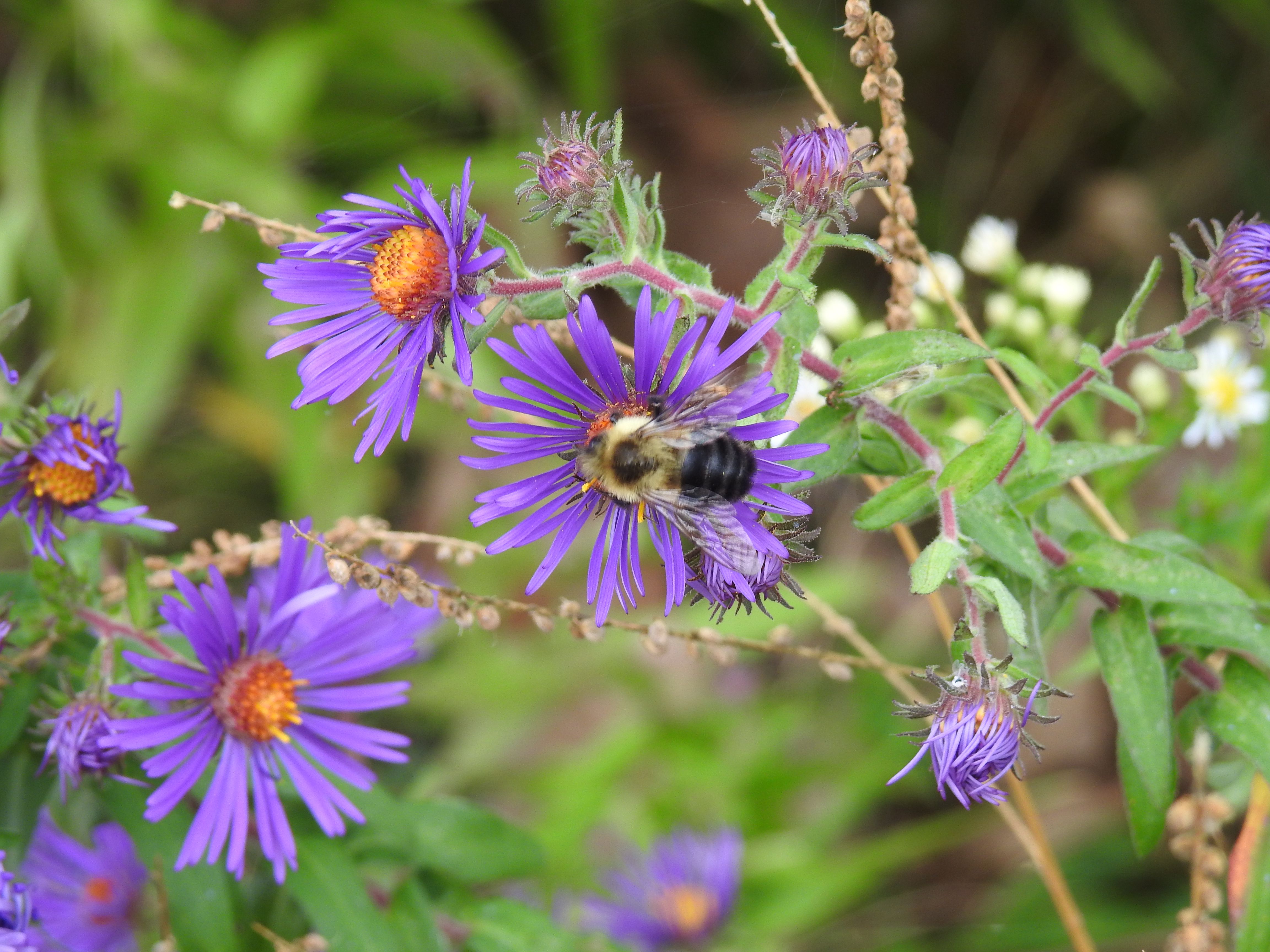 Asters for lunch
