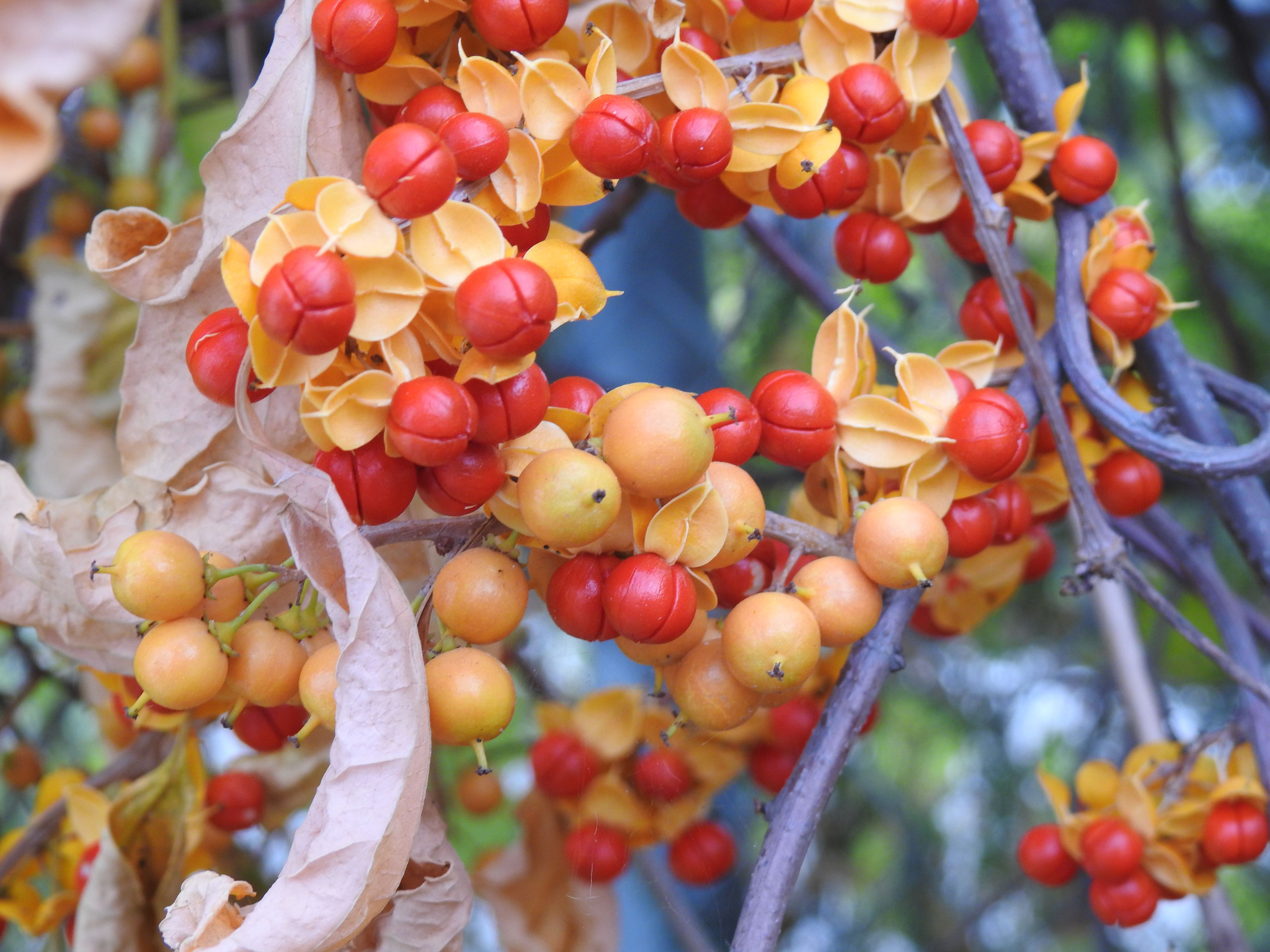 Bittersweet berries