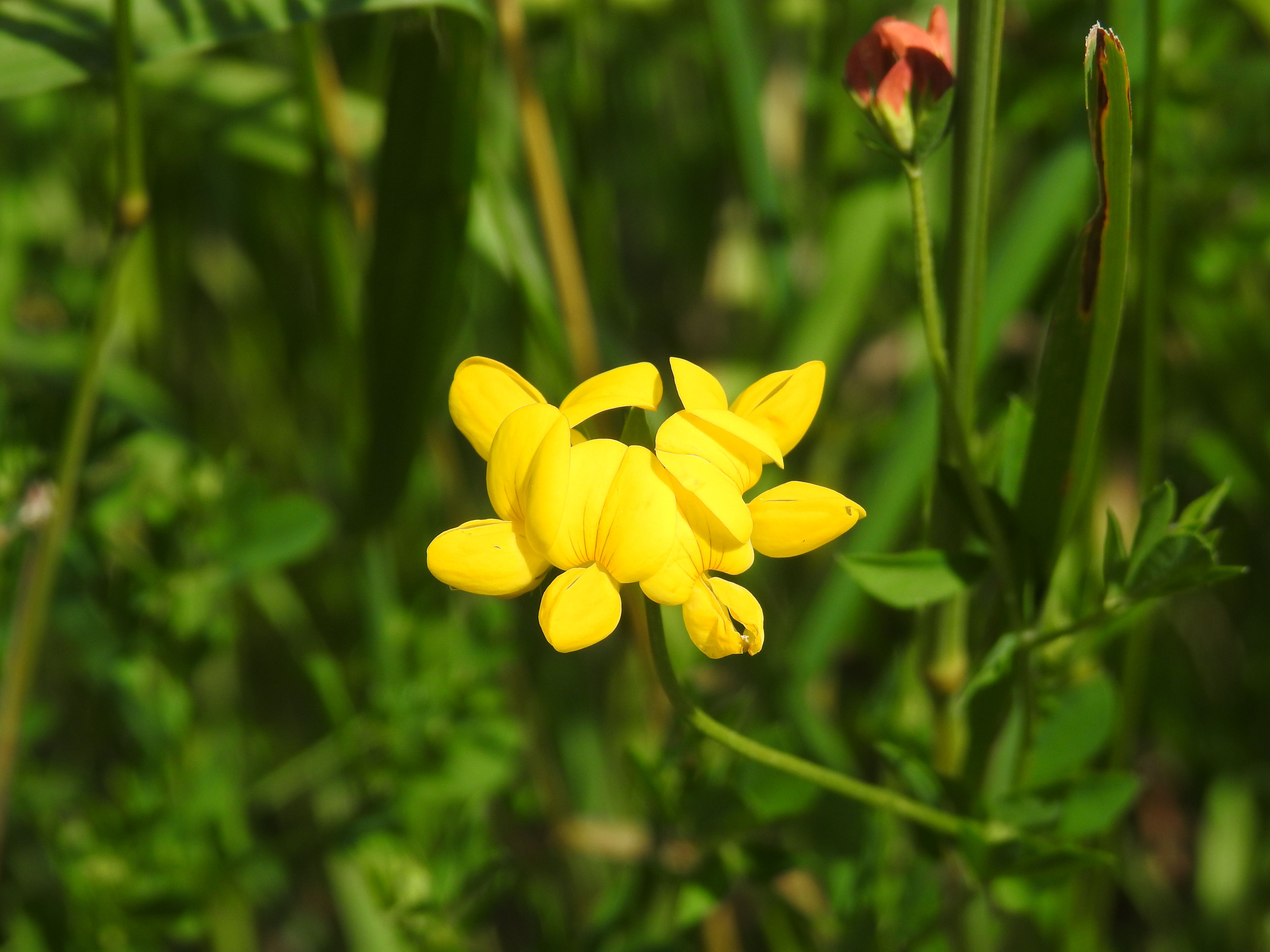 Birdfoot Trefoil